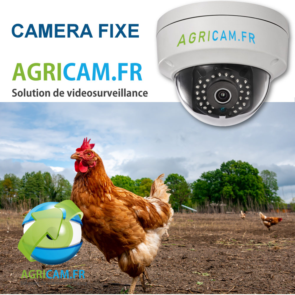 surveillance volaille en plein air
