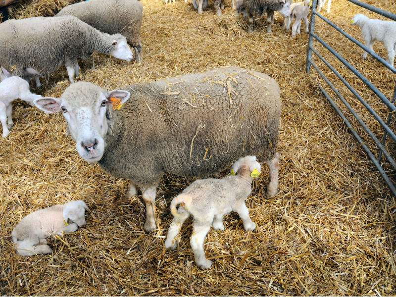 camera pour parc de naissance