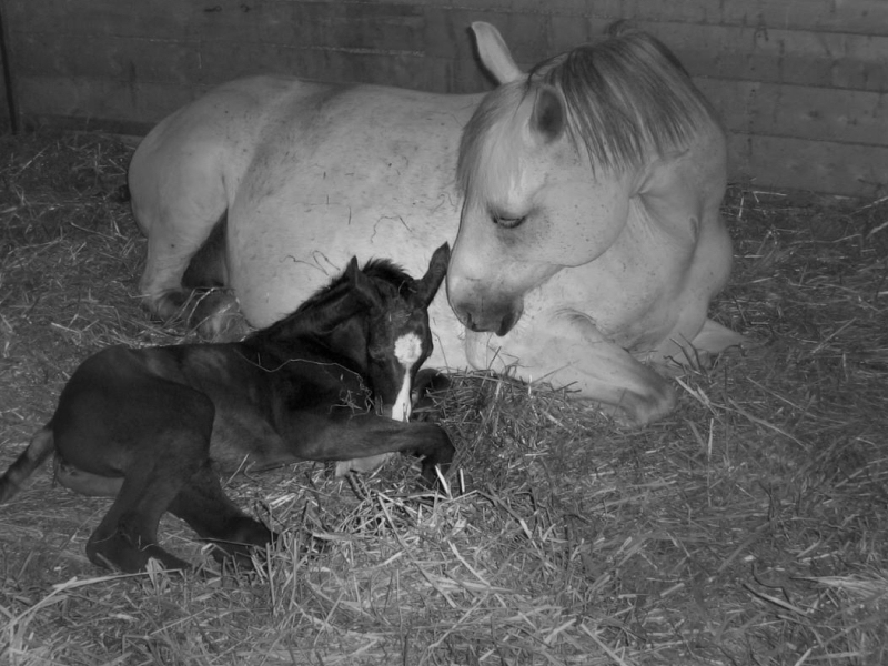 surveillance poulinage