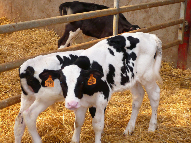 video surveillance naissances