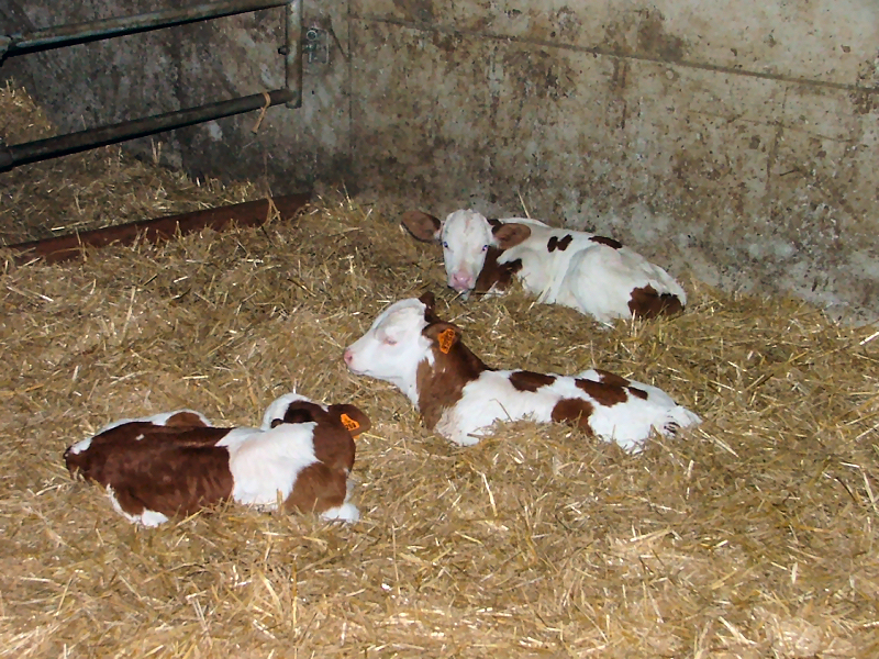 caméra pour naissances